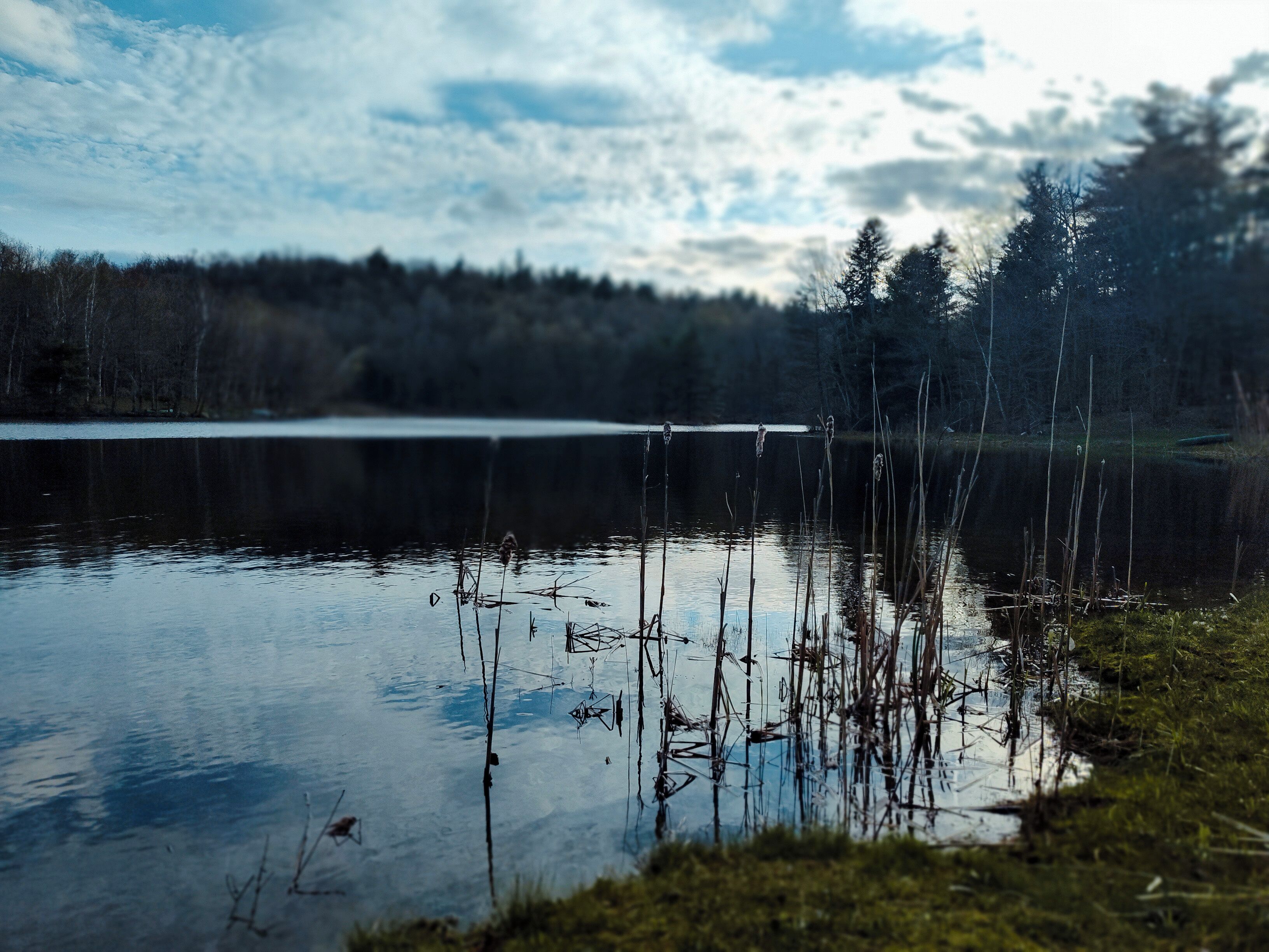 Un lac paisible où se reflètent les arbres et où le ciel est dégagé.