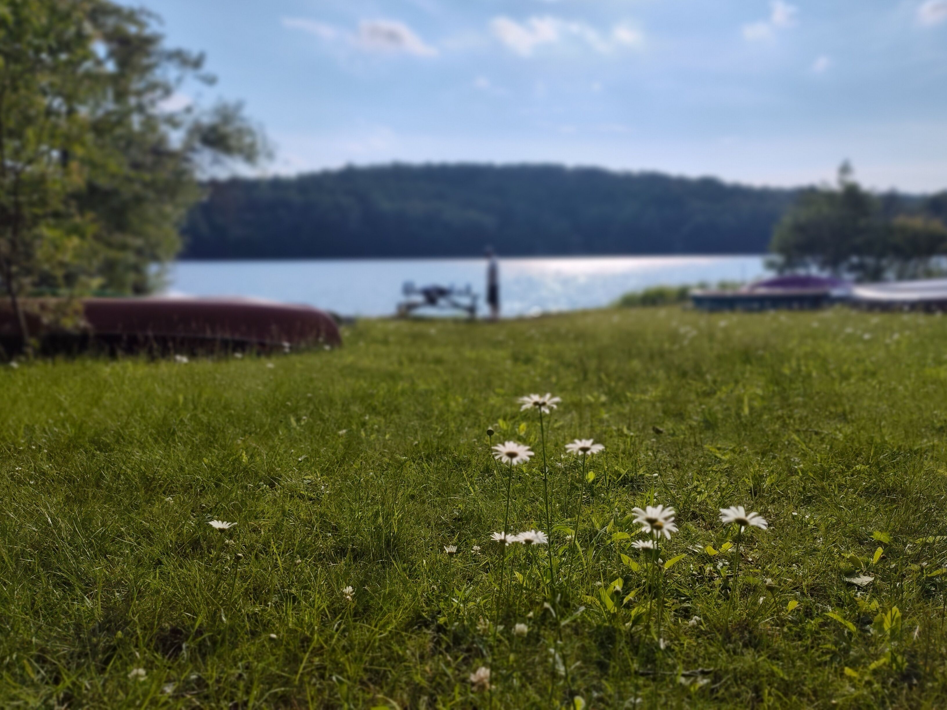 Ein grasbewachsenes Feld im Vordergrund mit Margeriten und im Hintergrund ein See mit Booten.