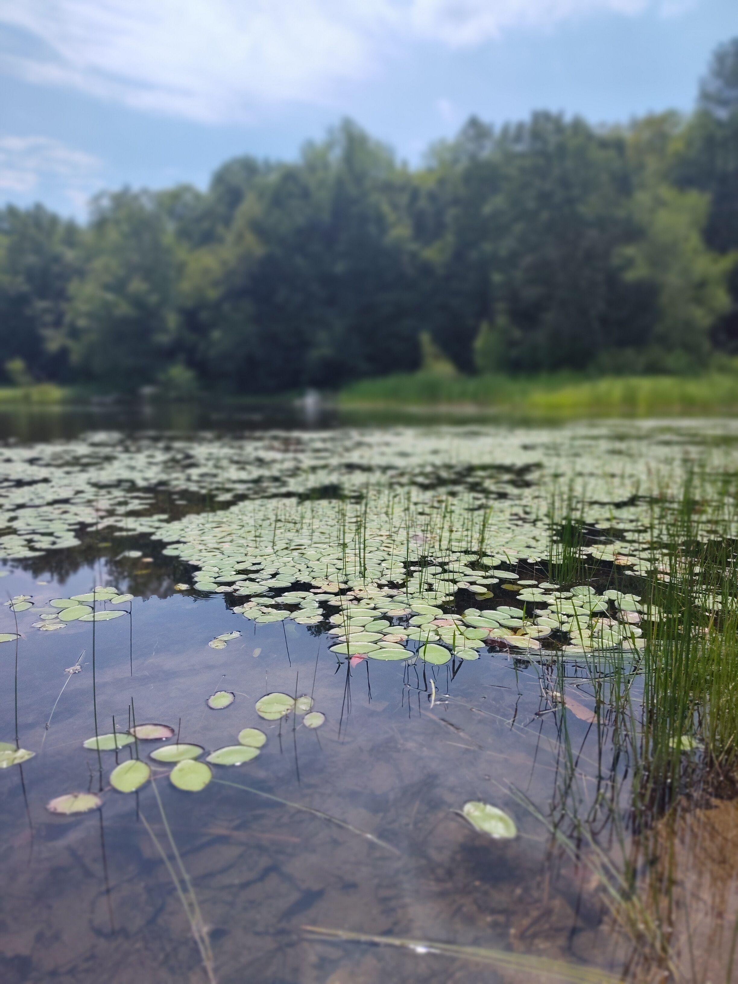 A pond with lily pads and grass.