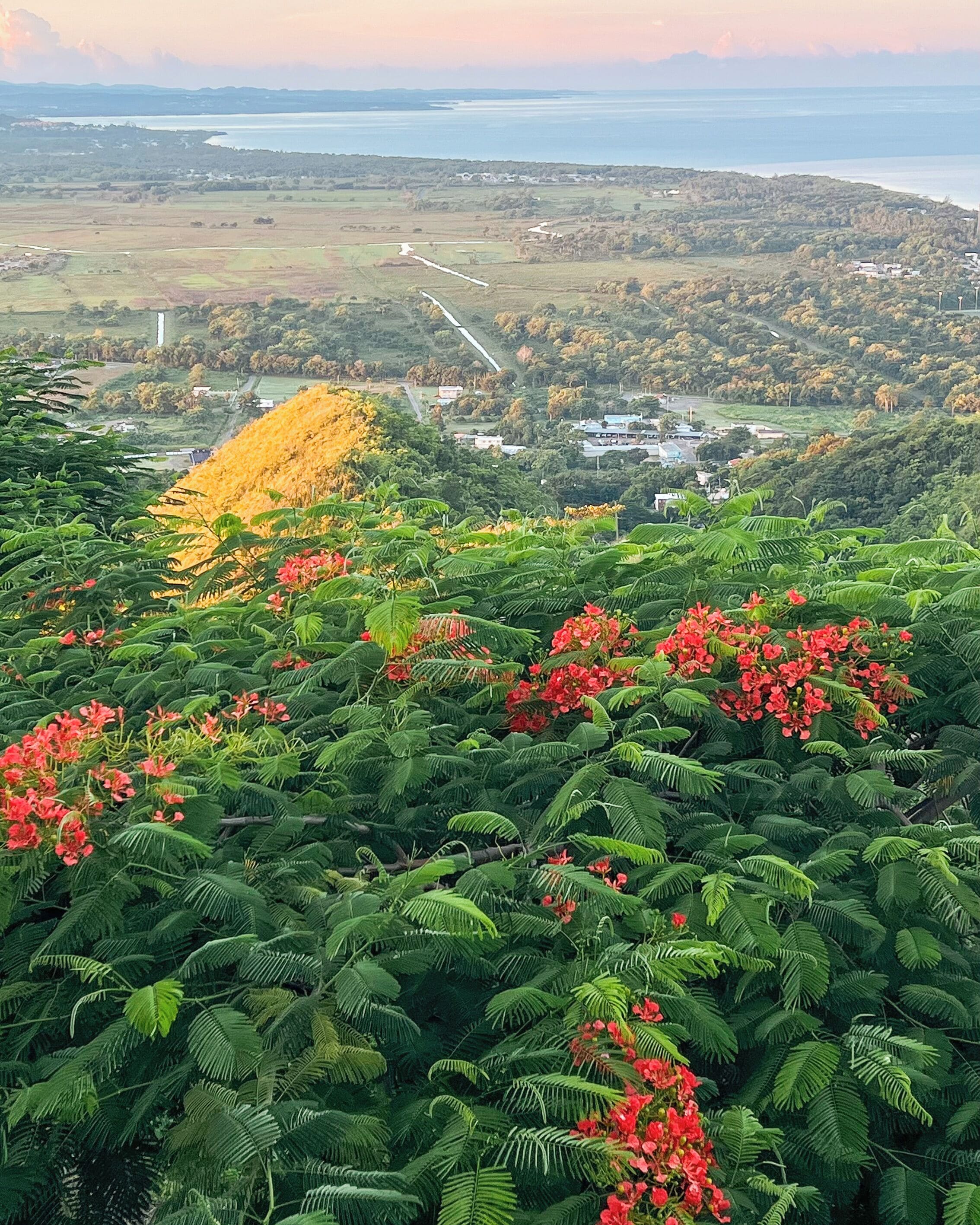 Un paisaje exuberante con follaje verde denso y flores rojas, un camino sinuoso y una vista distante de la costa.
