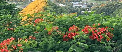 Un paisaje exuberante con follaje verde denso y flores rojas, un camino sinuoso y una vista distante de la costa.