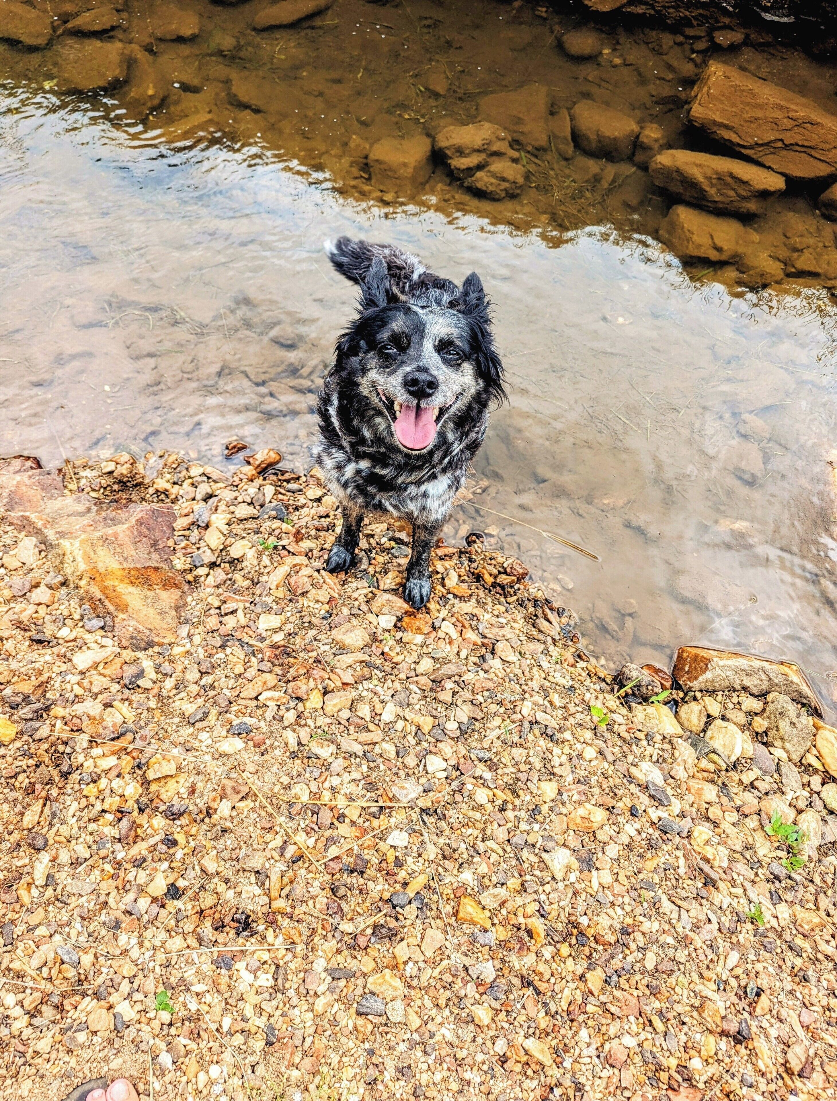 A dog standing on a rocky shore by a clear stream.