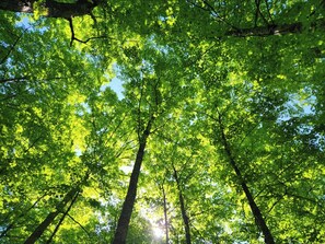Une forêt où les arbres sont hauts et où la lumière du soleil filtre à travers les feuilles.