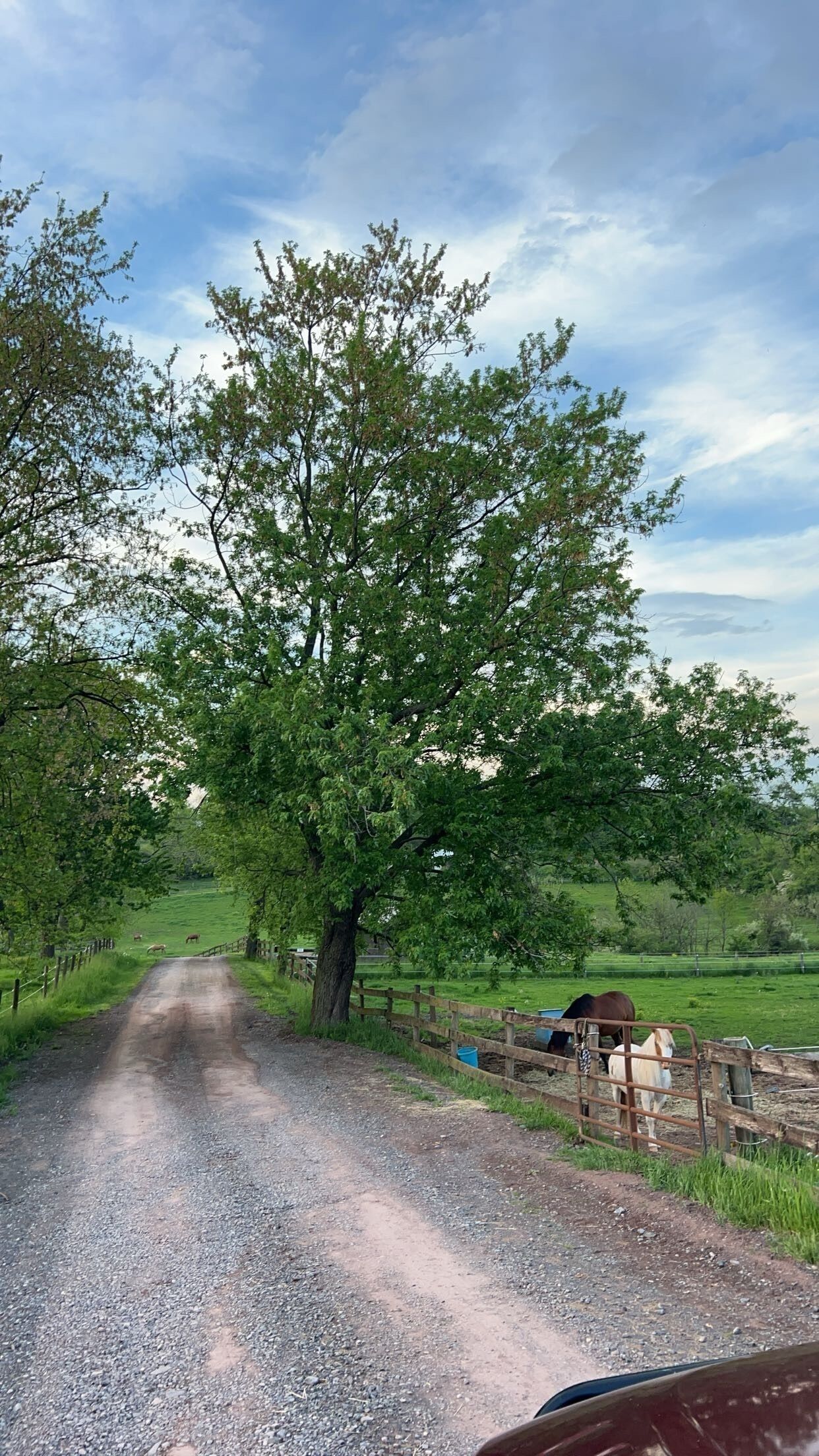 Un camino rural bordeado por árboles y una valla de madera.