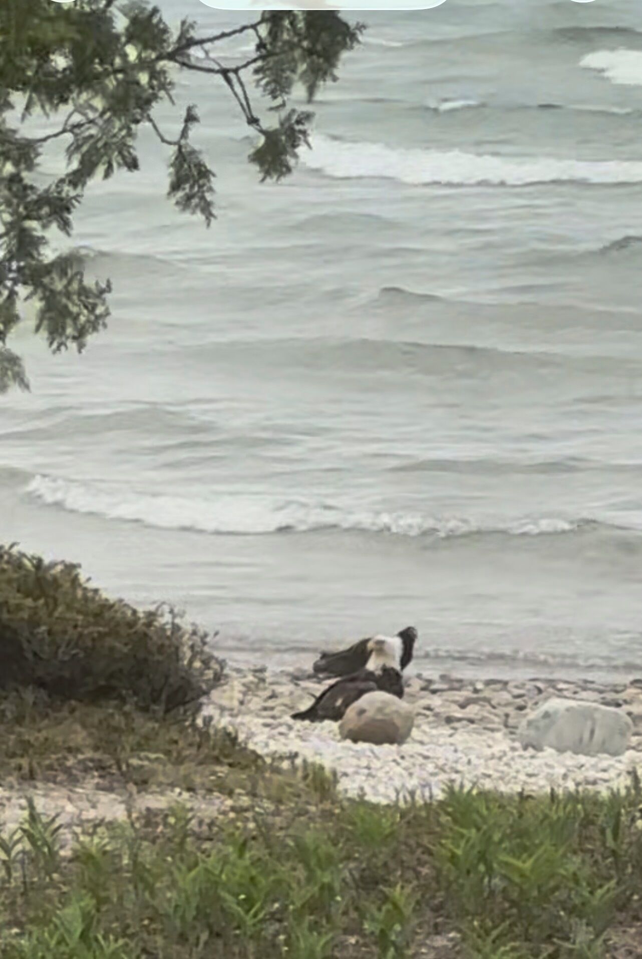 A beach scene with waves, rocks, and vegetation.