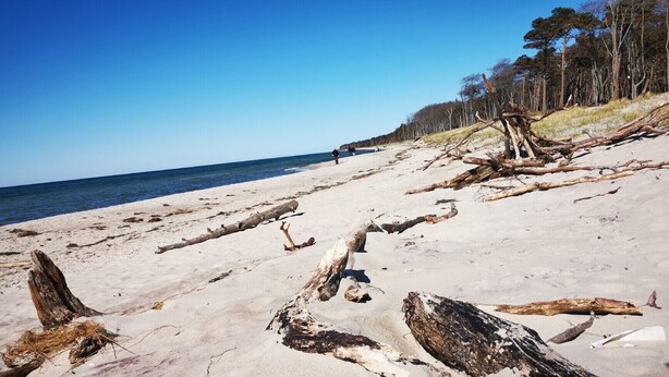 A beach with driftwood and trees in the background.