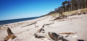 A beach with driftwood and trees in the background.