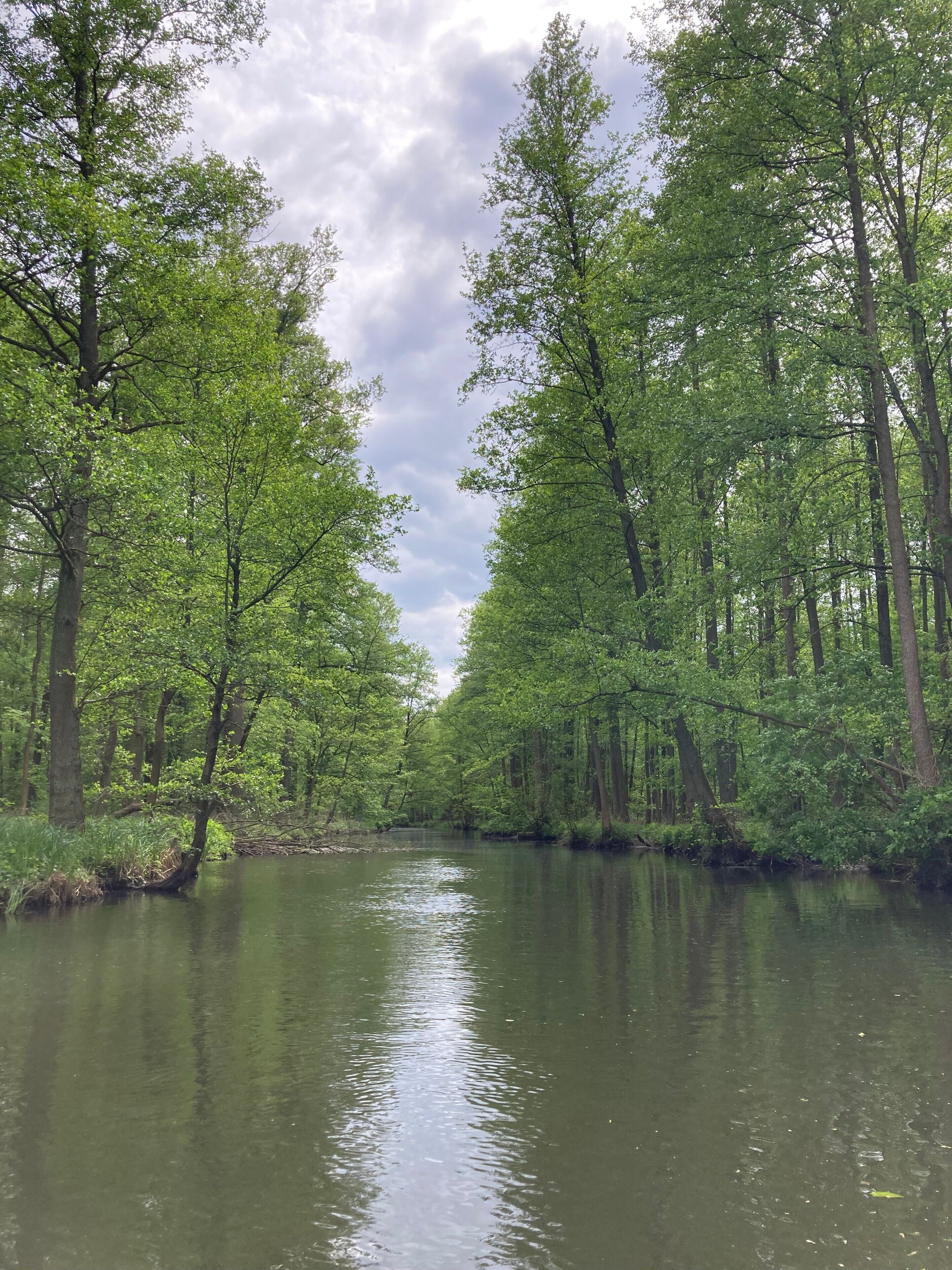 Une rivière bordée d’arbres verdoyants et touffus.