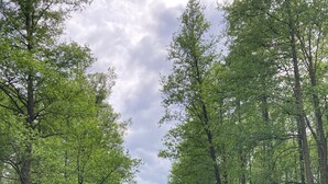 A river surrounded by dense green trees. - Holiday Home 'Ferienhaus Im Spreewald' with Private Terrace, Shared Garden and Wi-Fi (Märkische Heide)