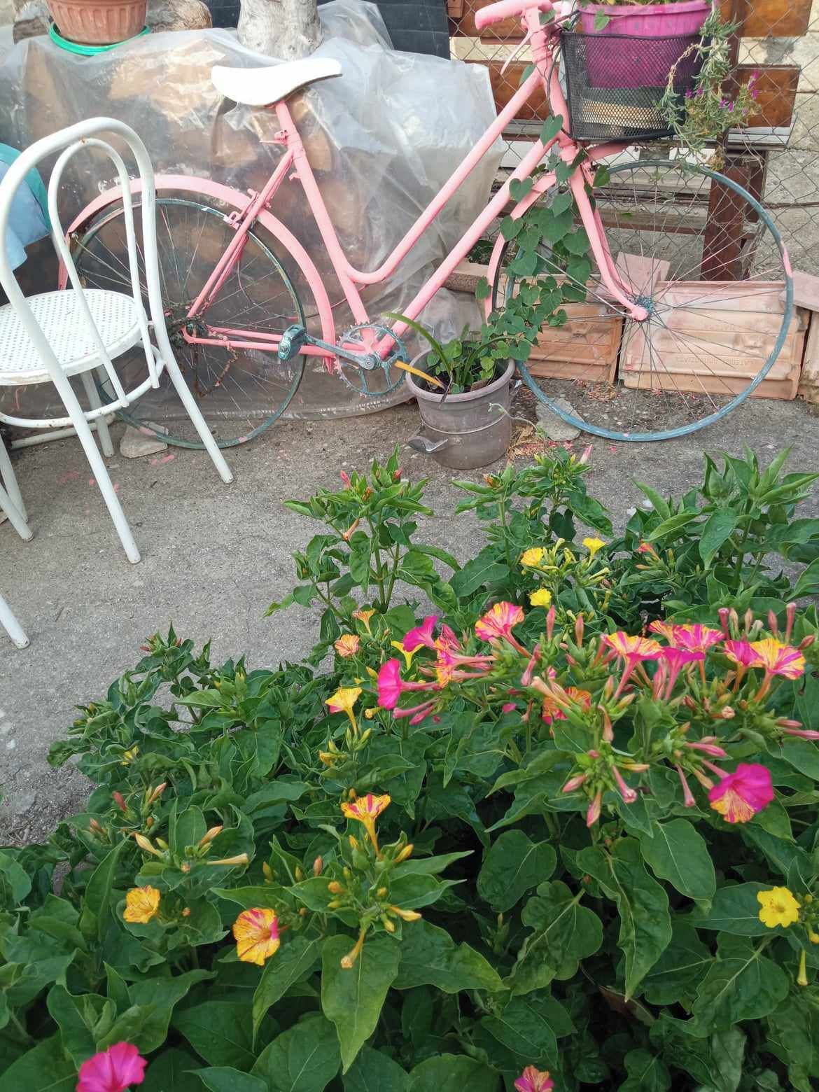 Ein pinkfarbenes Fahrrad steht neben einem weißen Stuhl, im Vordergrund befinden sich ein Blumentopf und Blumen.