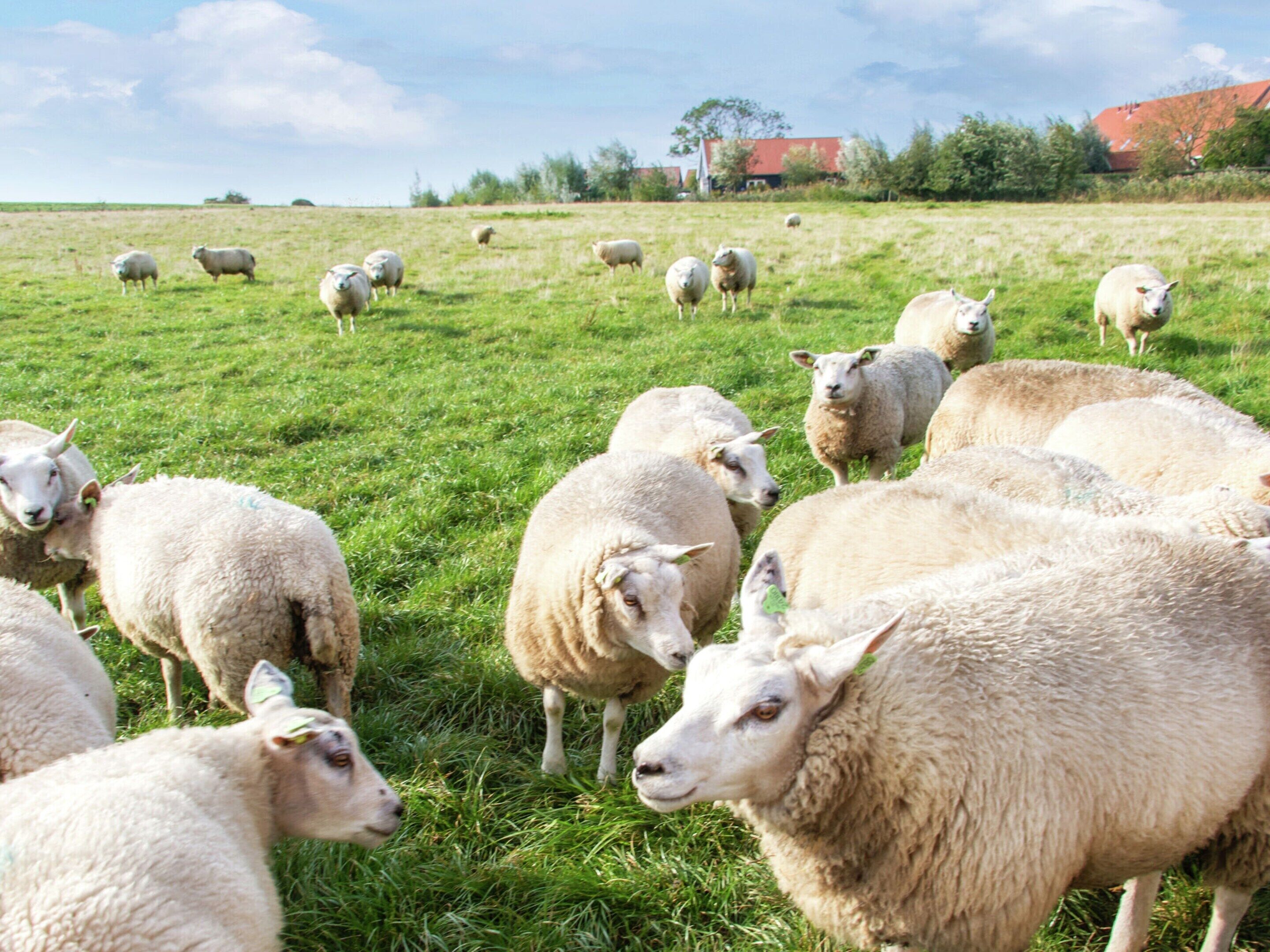 A group of sheep in a grassy field with a few buildings in the background.