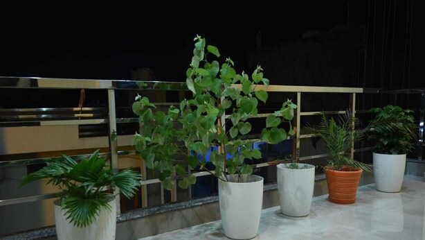 Terraza en la azotea con plantas en macetas y barandilla de vidrio.