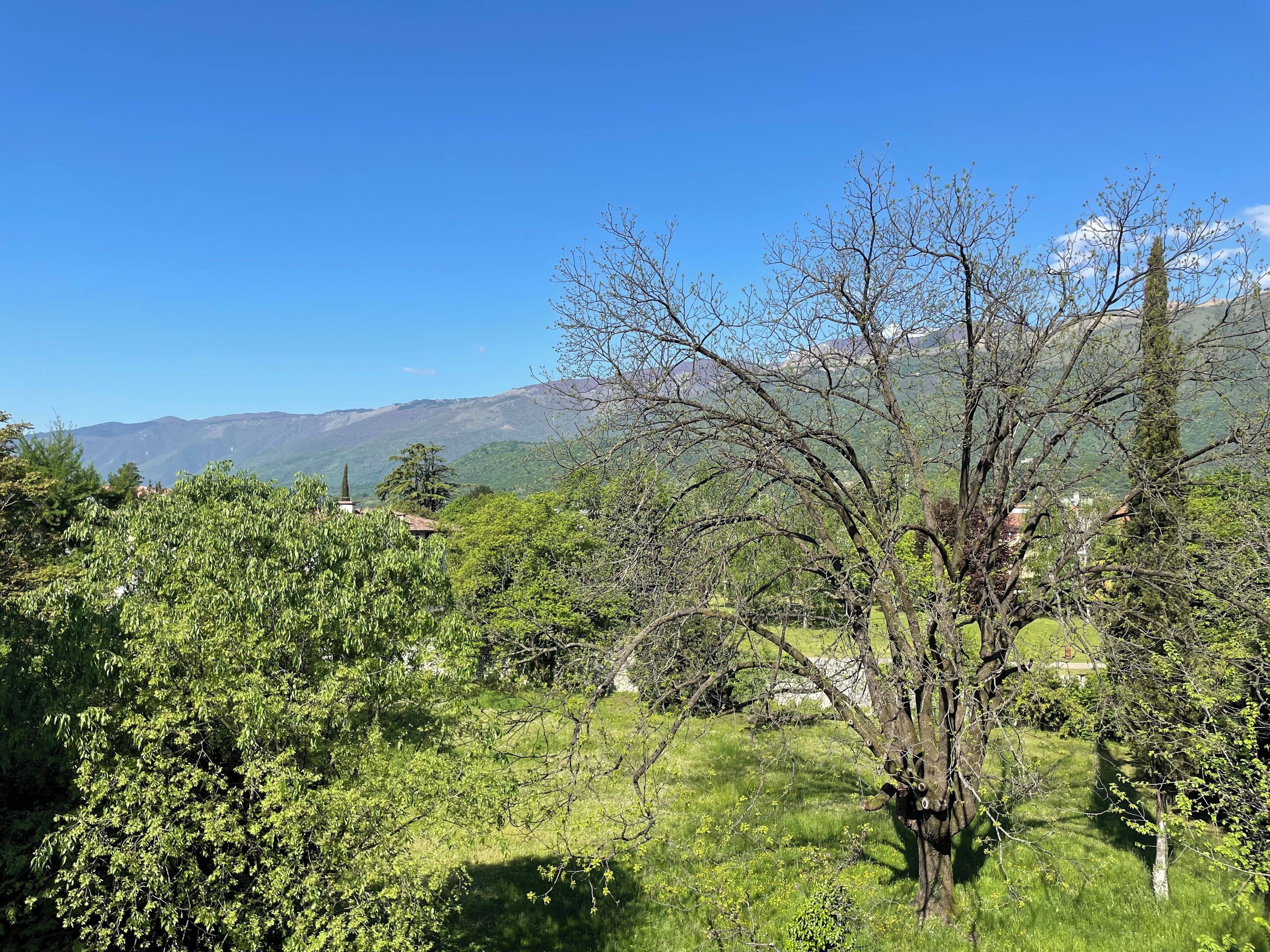 Un paisaje con un árbol destacado en primer plano, un campo cubierto de hierba y montañas distantes bajo un cielo azul despejado.
