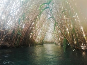 Un canal estrecho bordeado por altas cañas.