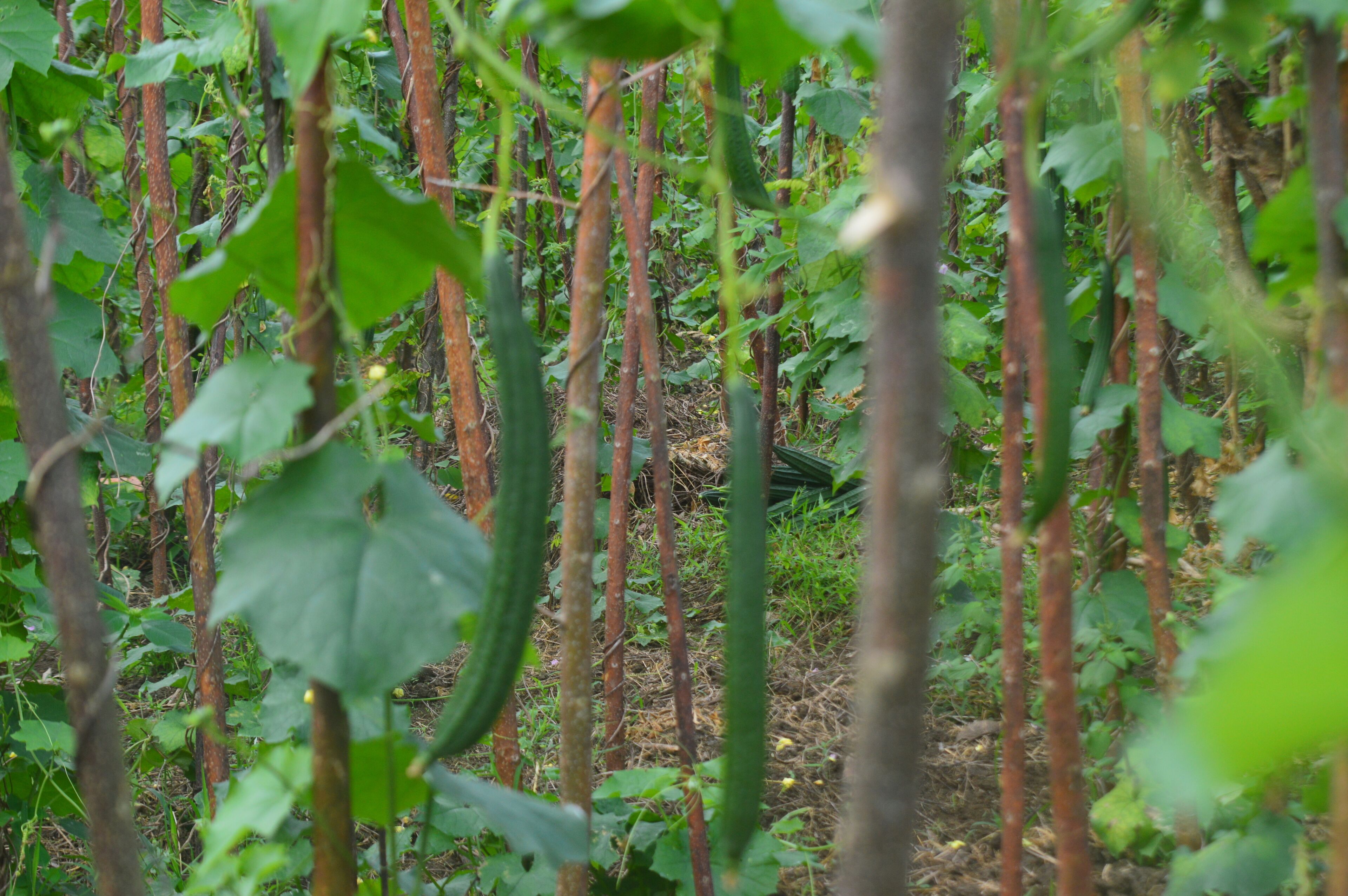 A dense forest with tall trees and thick underbrush.