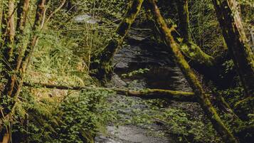 A natural forest scene with a stream, dense foliage, and moss-covered rocks.