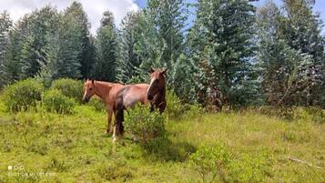 Dos caballos en un campo cubierto de hierba, con árboles frondosos al fondo.