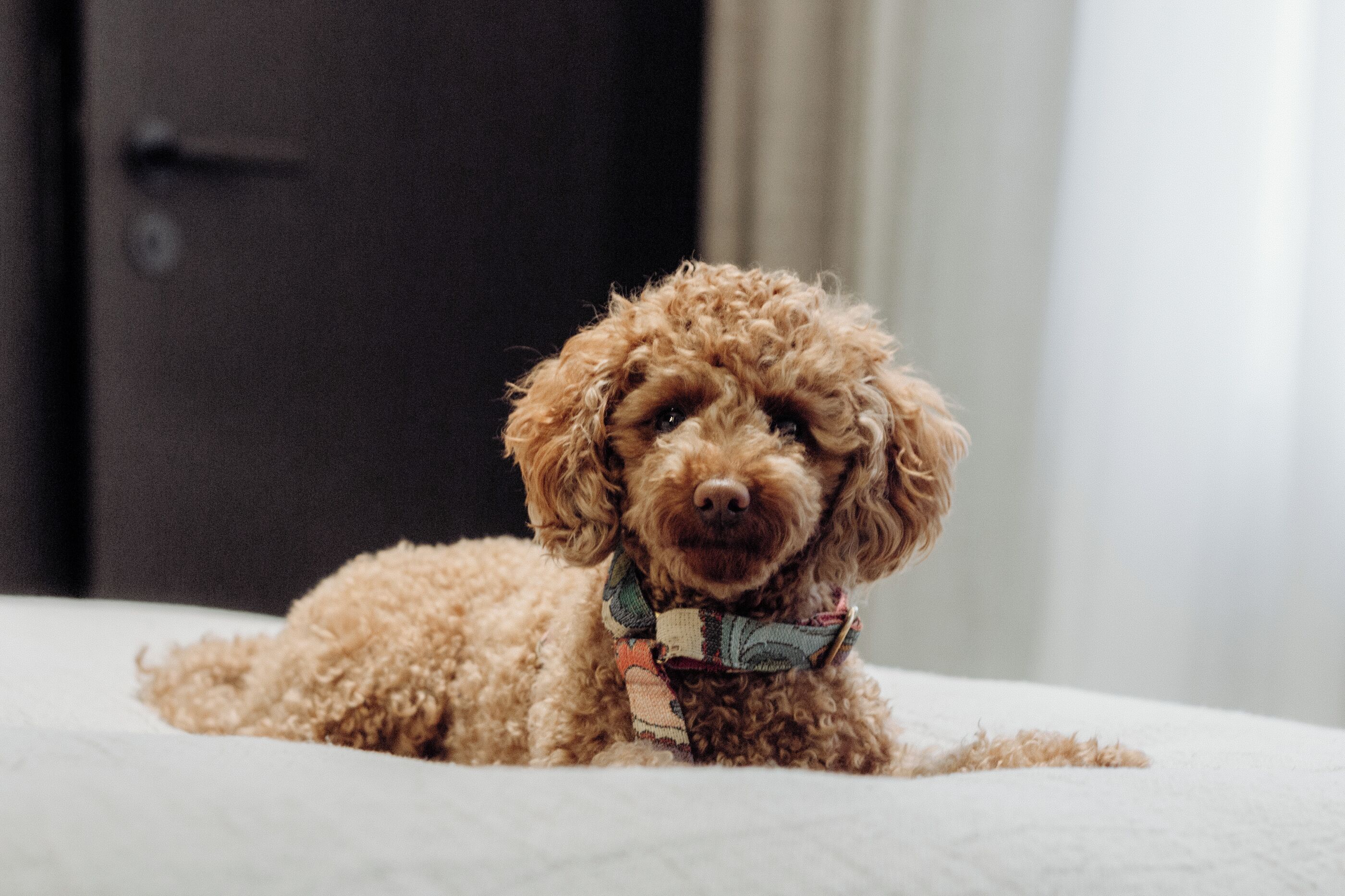 Photo - Gentle Hide Designhotel