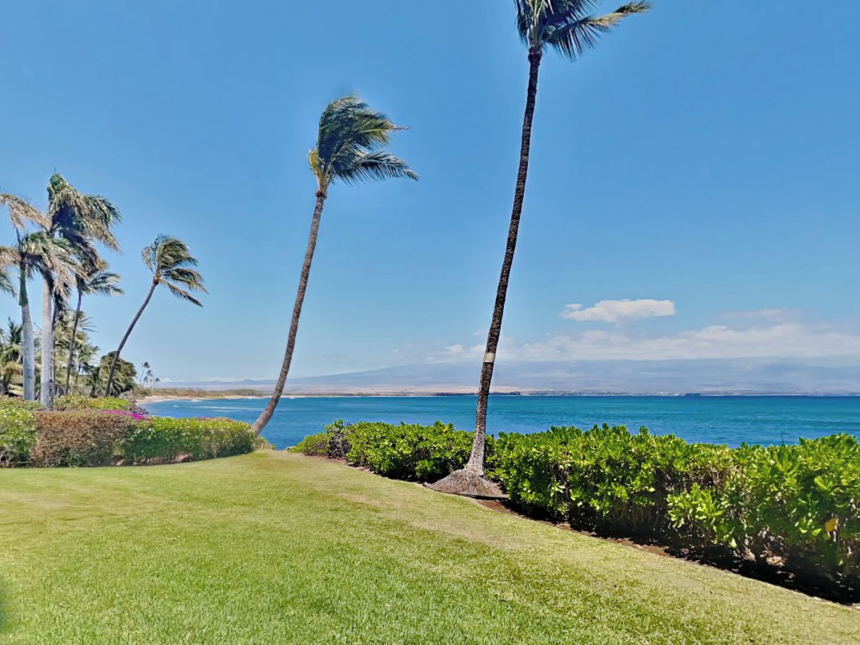 A coastal landscape with palm trees, a grassy area, and a view of the ocean.