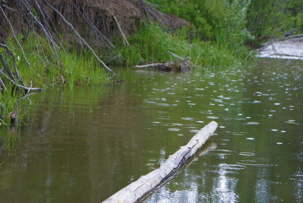 En trädstam som delvis ligger under vatten i en stilla flod, omgiven av grönska.