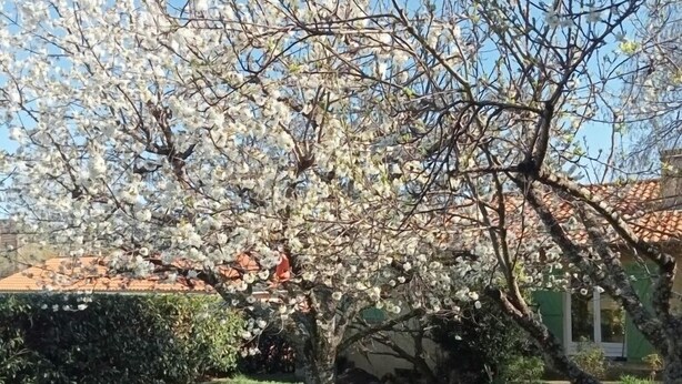 A garden with a blooming tree and a house with a red-tiled roof.