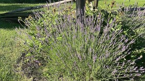 Cartell de La Soledad Harper's Ferry, un edifici de dues plantes amb garatge, envoltat de camps de lavanda i una tanca de fusta.