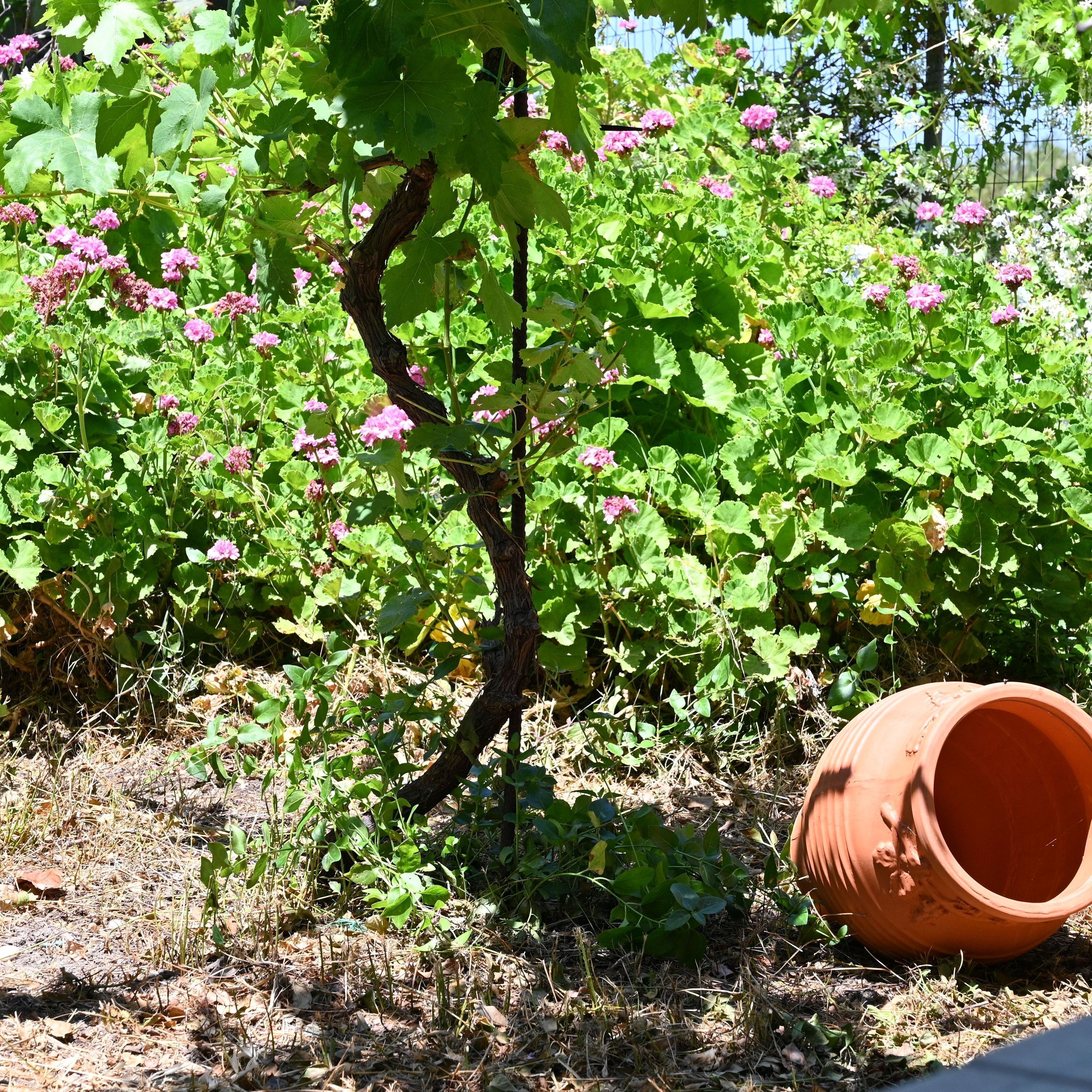 A garden with a vine plant, a terracotta pot, and a fence in the background.