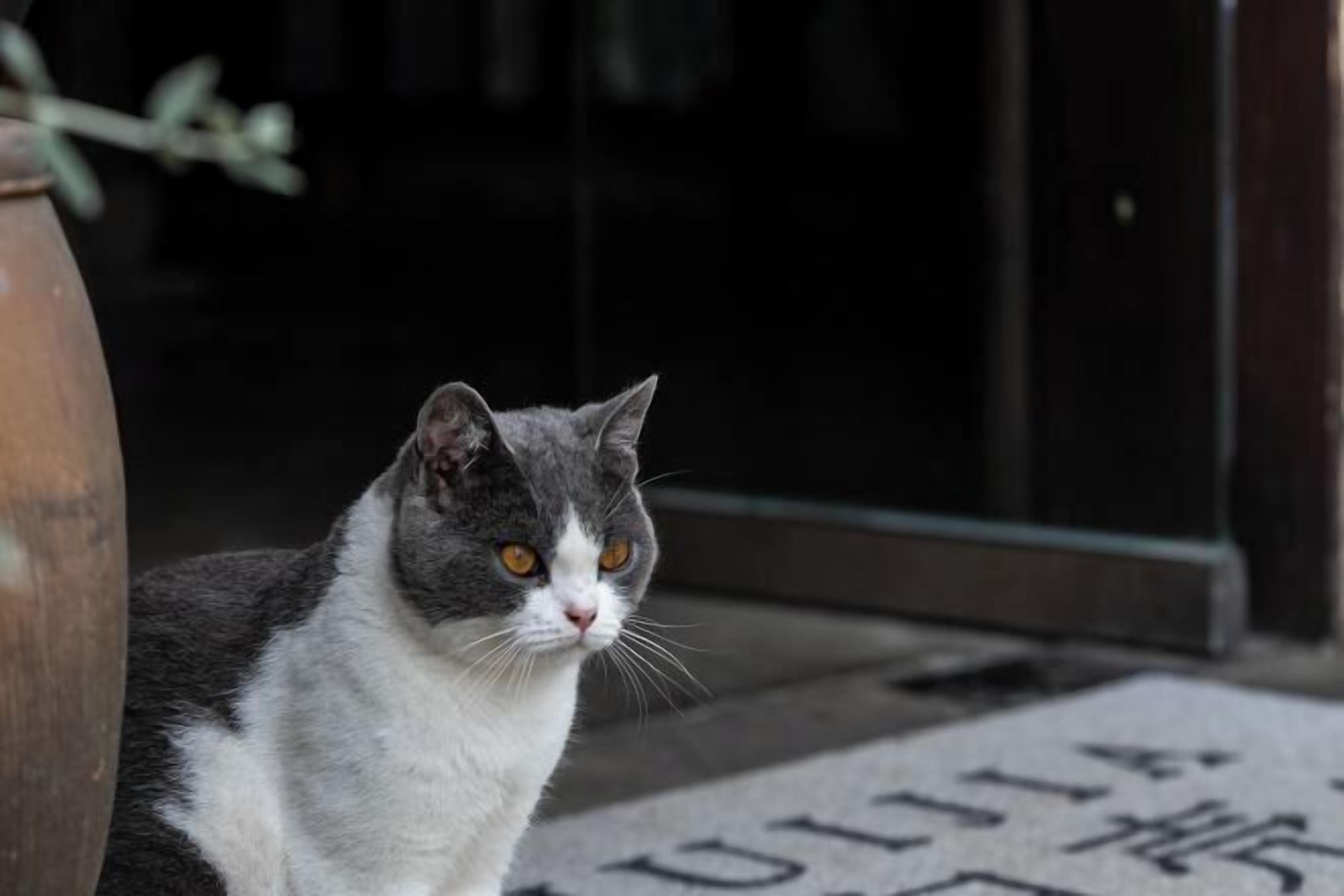 A cat sitting on a mat with Japanese characters.