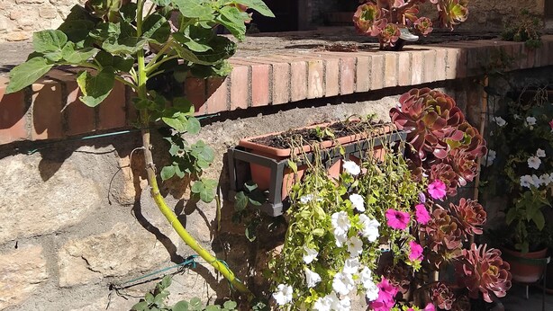 Une cour avec des plantes en pot et un mur de briques.