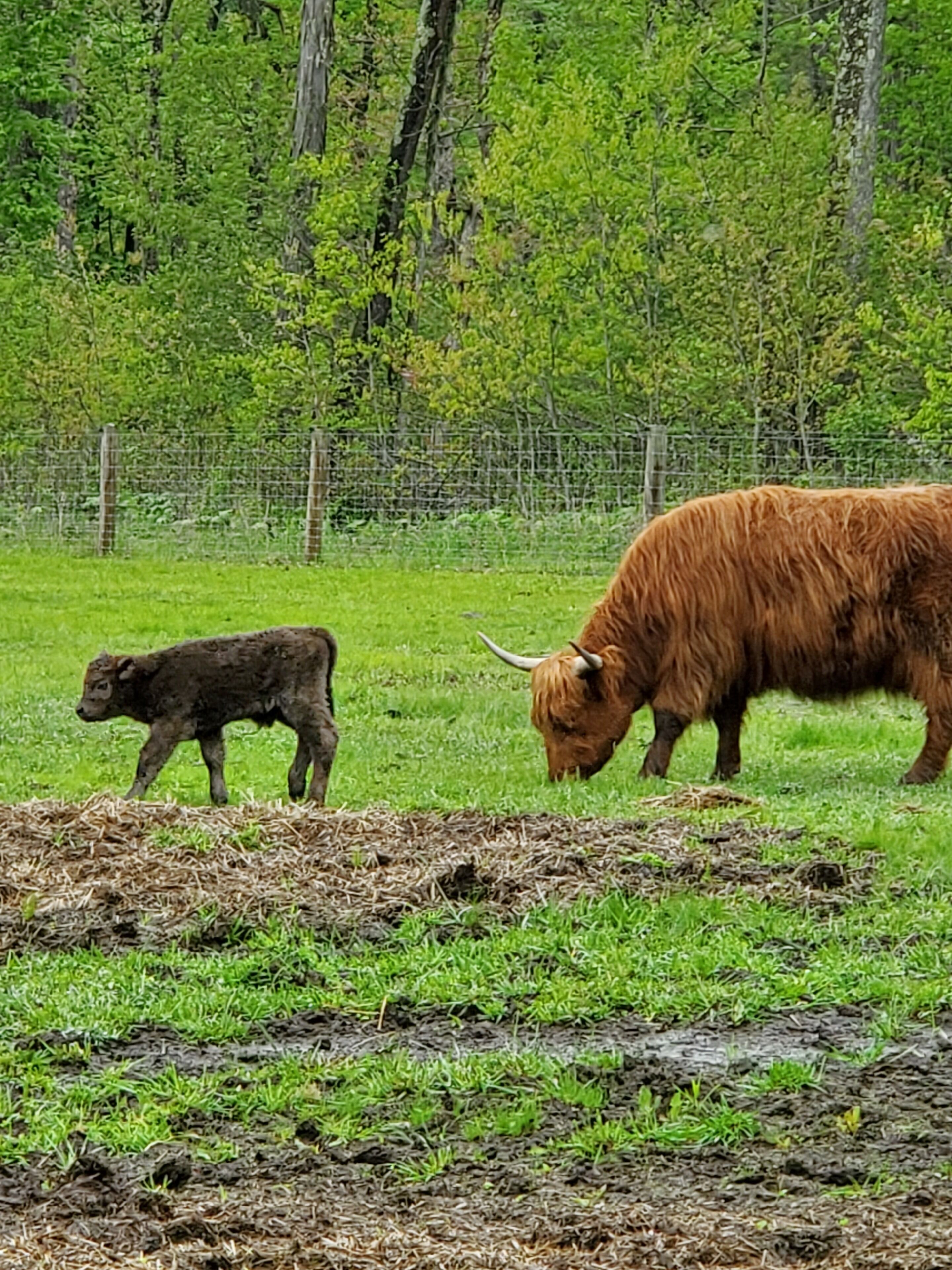 Un campo con una cerca y una vaca pastando.