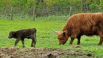 Un campo con una cerca y una vaca pastando.