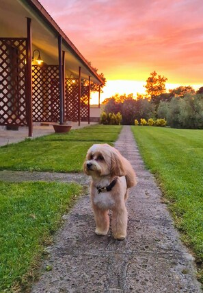 Un chien se tient sur un chemin de béton dans un jardin, avec une clôture en bois et un bâtiment en arrière-plan.