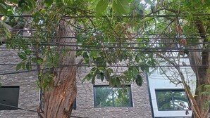 Exterior detail - 
Central Apartment in Mexico City Near Delta Park, Cozy (Benito Juárez)