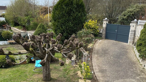 Een tuin met een pad van stenen, een boom met bijzondere takken en een gesloten poort.