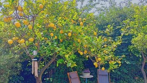 A garden with a lemon tree, two wooden chairs, and a small table. - Villa Ontanelli - 500mt from the sea (Marciana Marina)