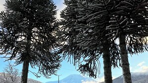 Paisatge nevós amb dues palmeres destacades i una muntanya a la llunyança.