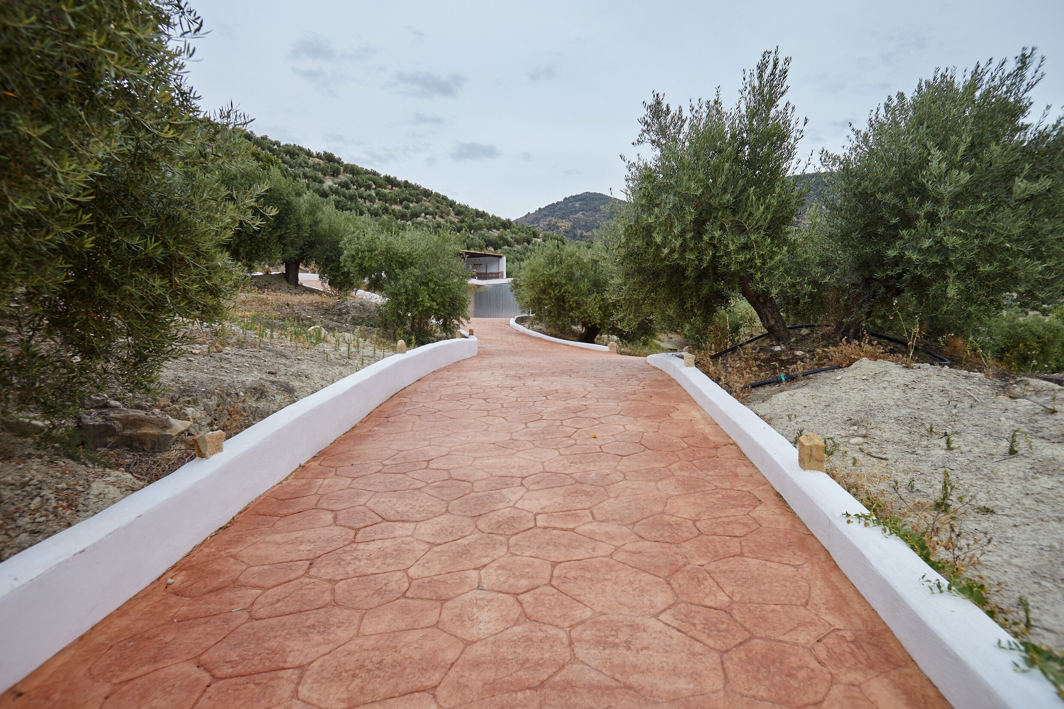 Uma trilha pavimentada leva a um edifício rodeado por oliveiras e colinas.
