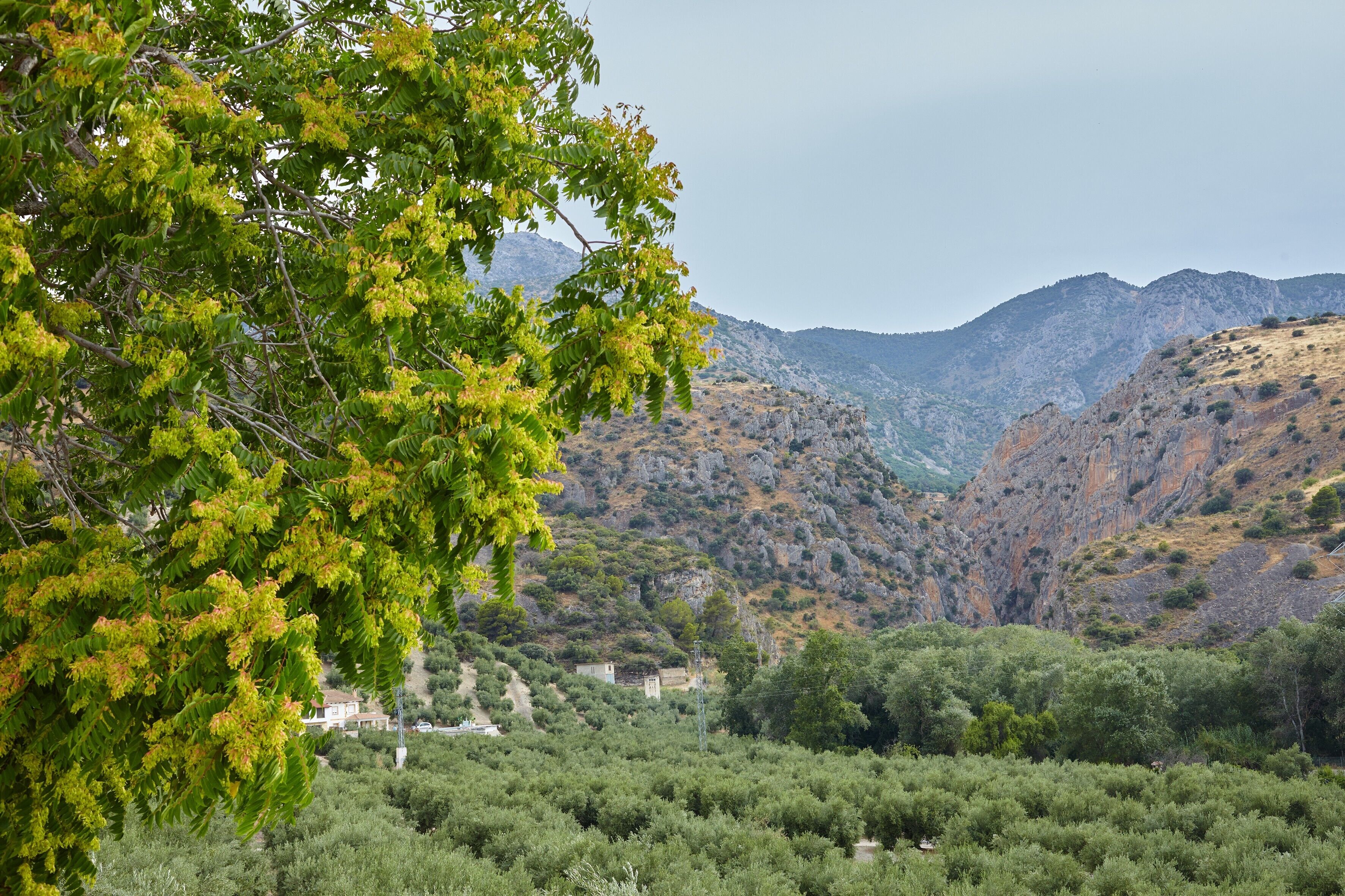 A mountainous landscape with dense greenery and a building in the distance.