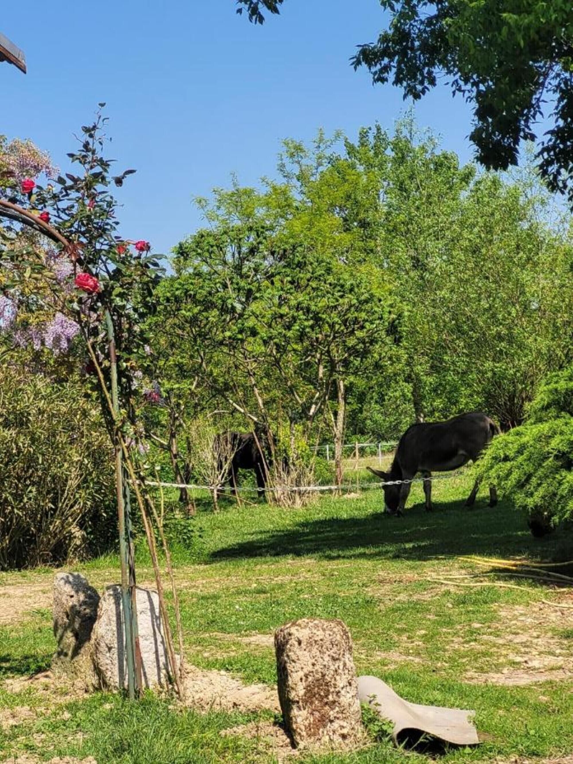 A fenced outdoor area with a horse, trees, and flowering plants.