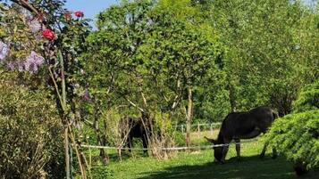 Un espacio exterior cercado con un caballo, árboles y plantas con flores.