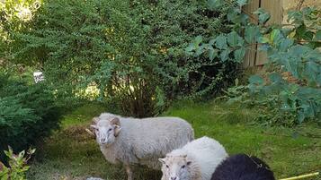 Een groep schapen in een grasrijke omgeving met bomen en een houten gebouw op de achtergrond.