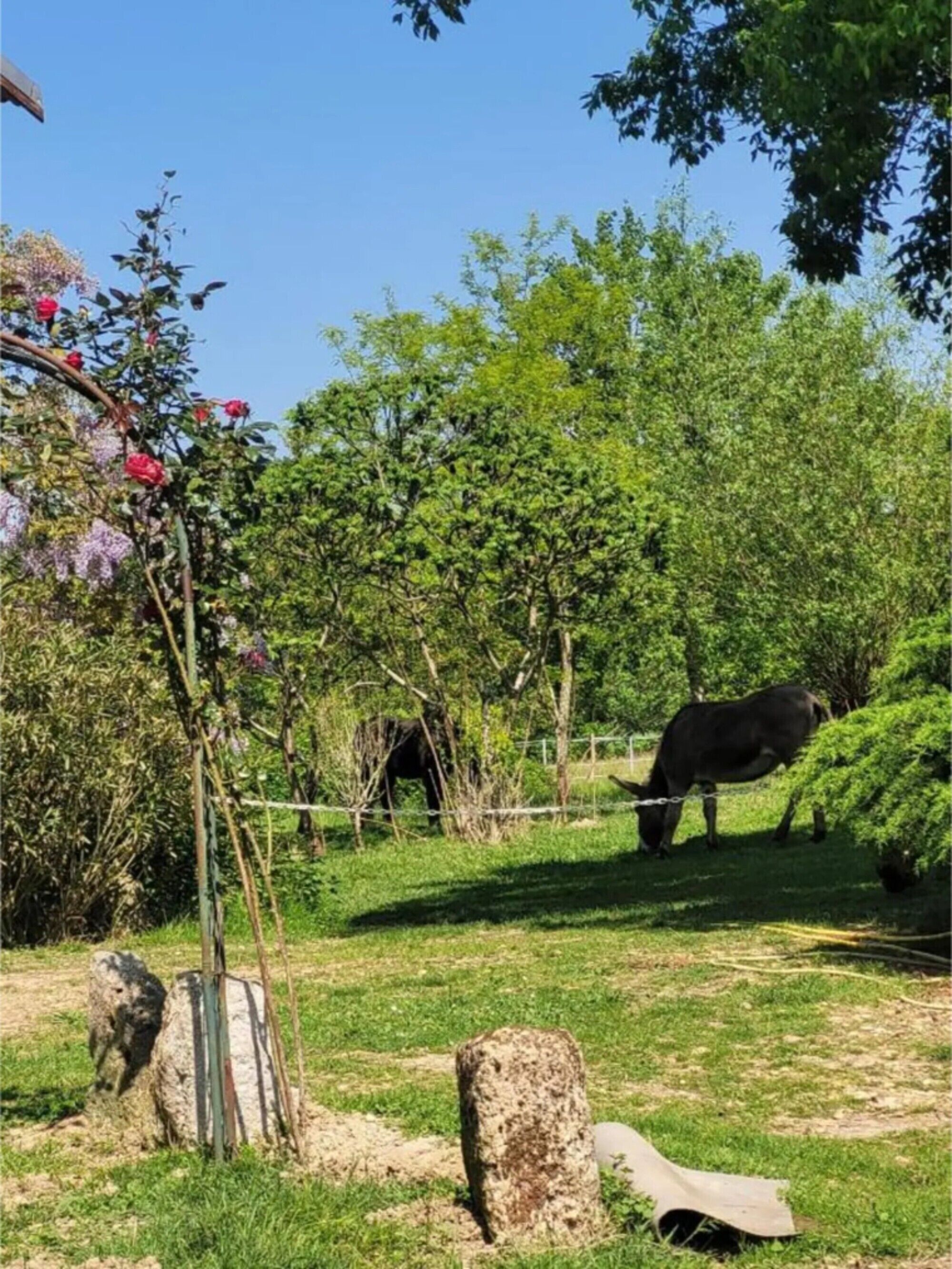 A rural landscape with a cow grazing, trees, and a clear sky.