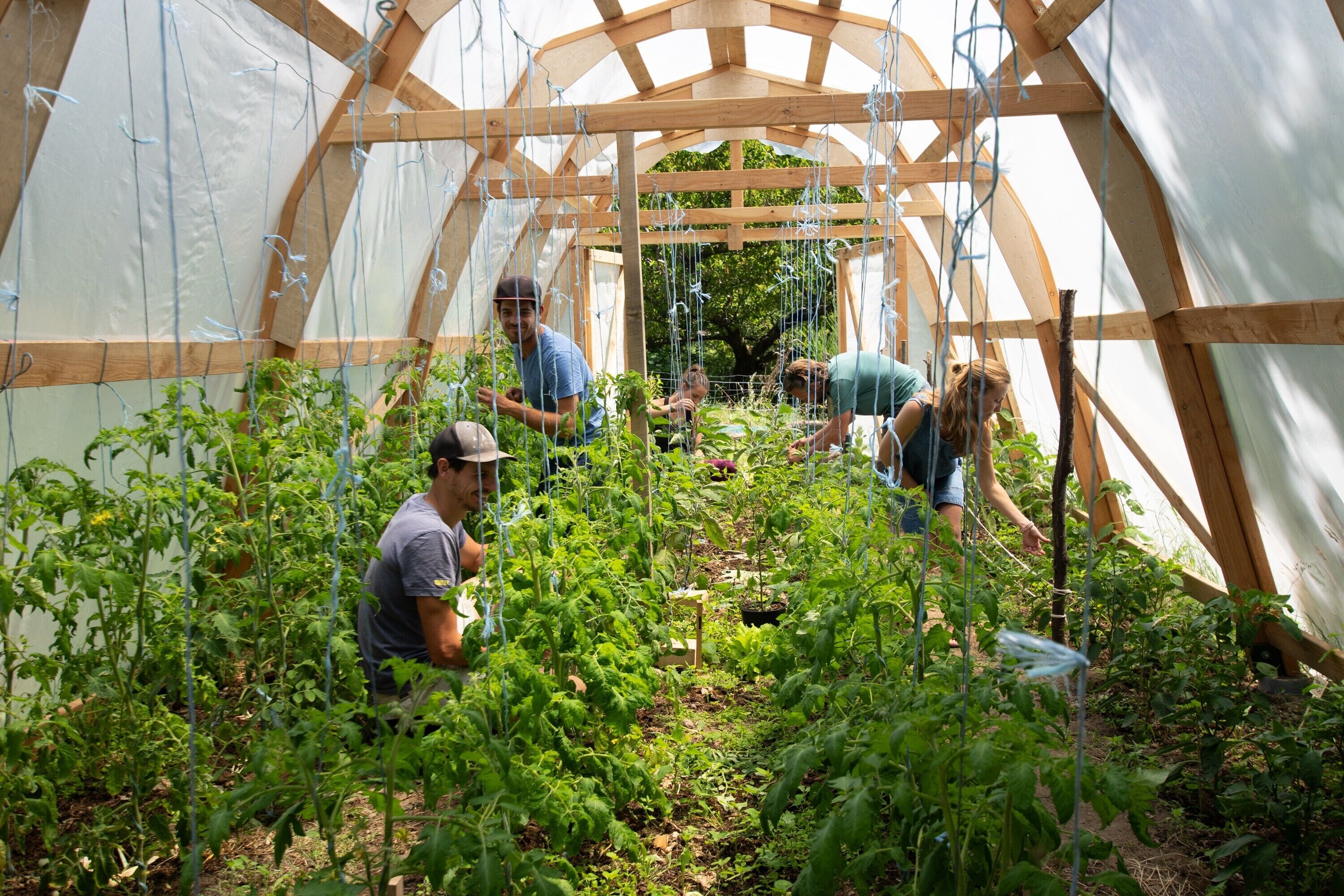 A greenhouse with wooden frames and climbing plants.