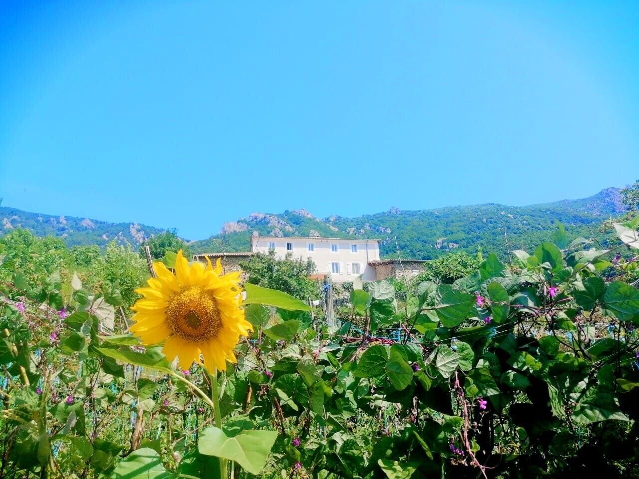 A building with a garden in front, surrounded by greenery and hills.