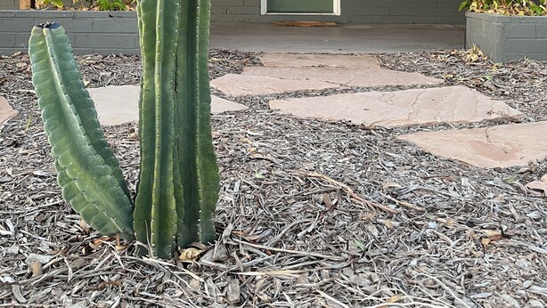 A cactus in front of a building with a door and a brick wall.