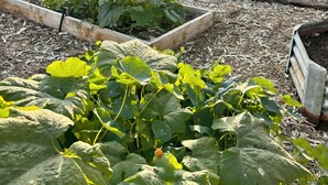 A backyard with raised garden beds, a patio with outdoor furniture, and a lawn.