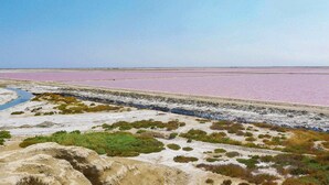 A salt flat landscape with pink water and sparse vegetation. - 3 bedroom lovely apartment in Le Sambuc (Le Sambuc)