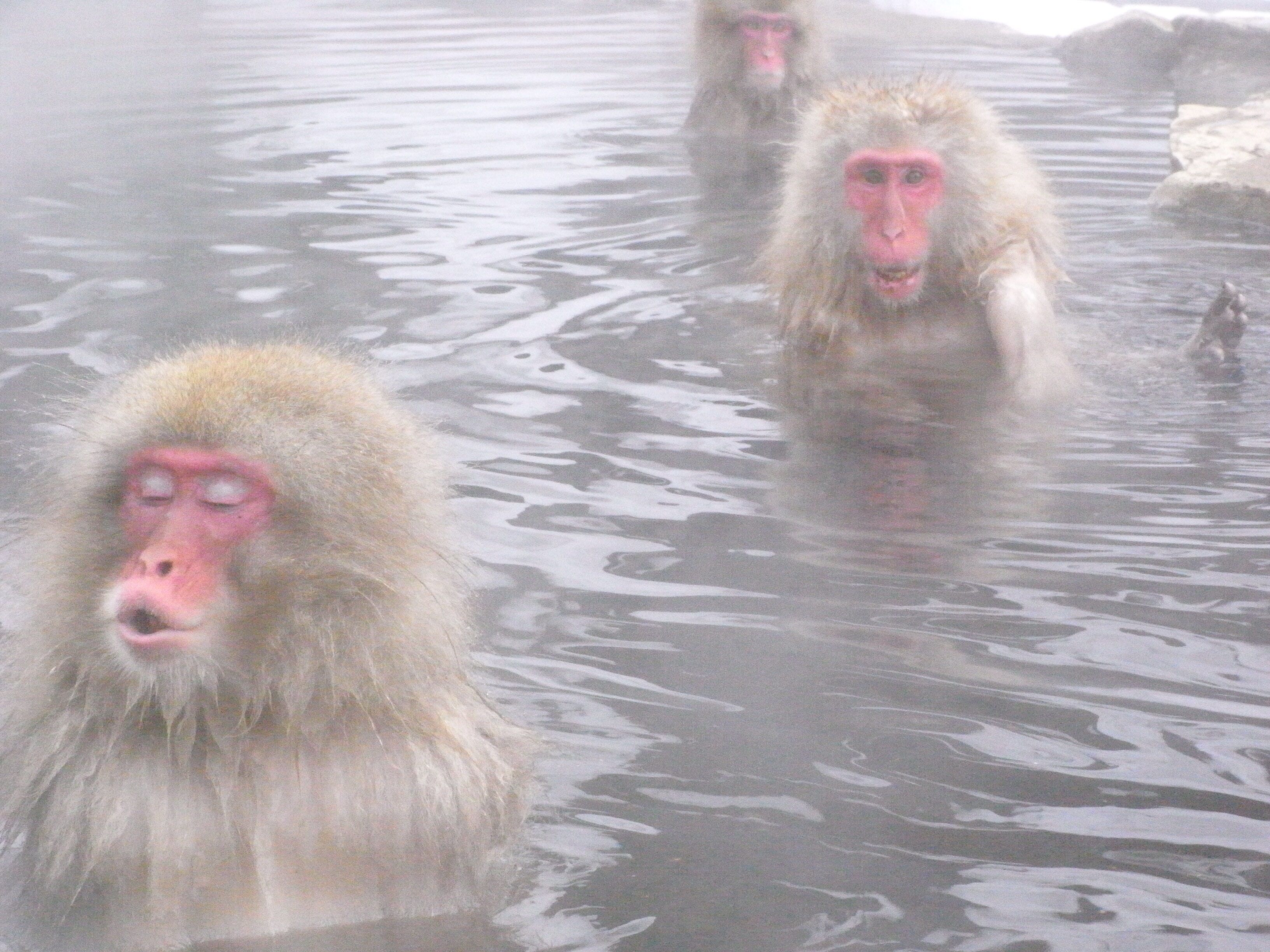 Un grupo de monos en el agua, probablemente un manantial termal, con terreno rocoso al fondo.