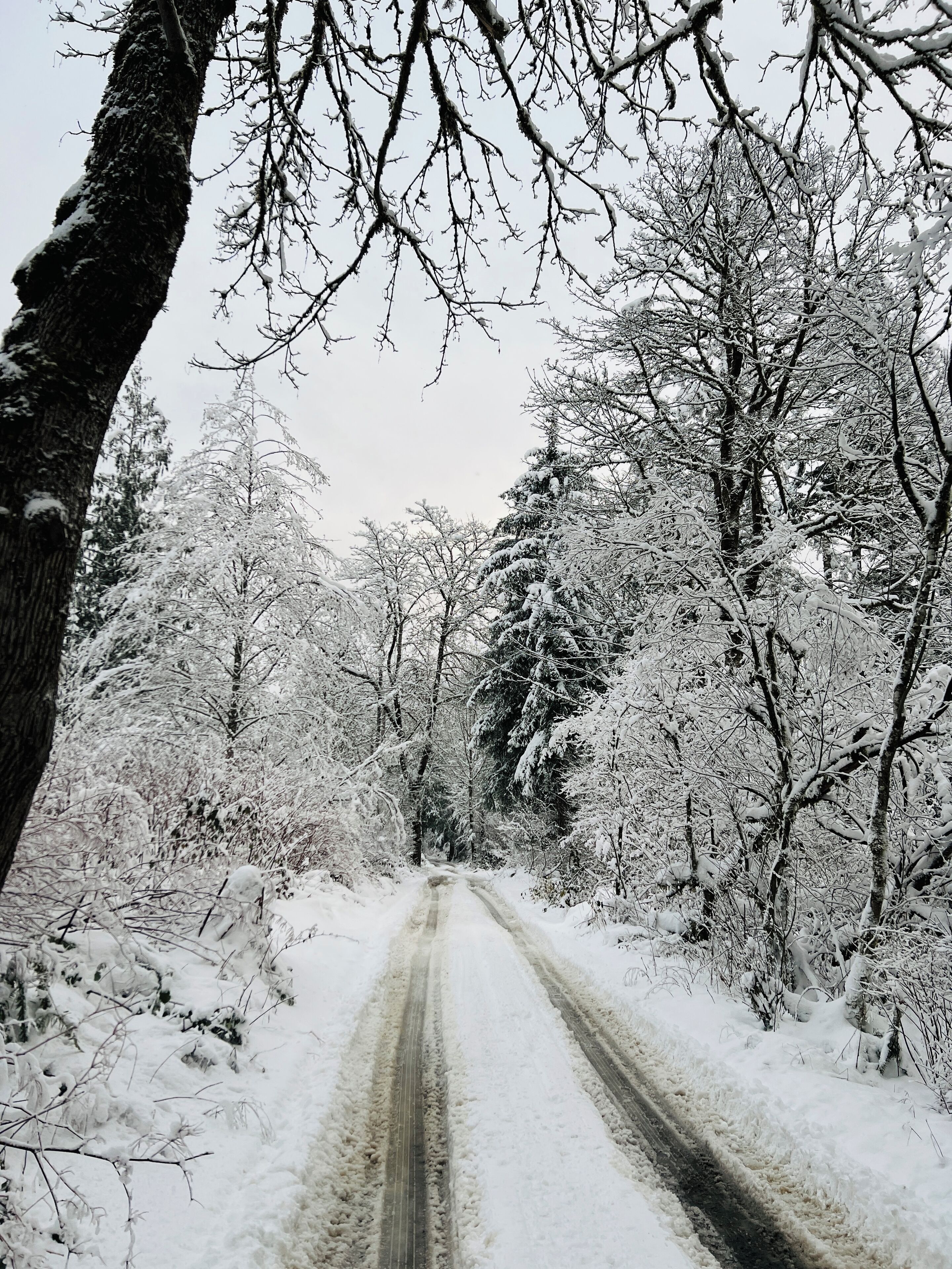 Een met sneeuw bedekte weg in een bos.