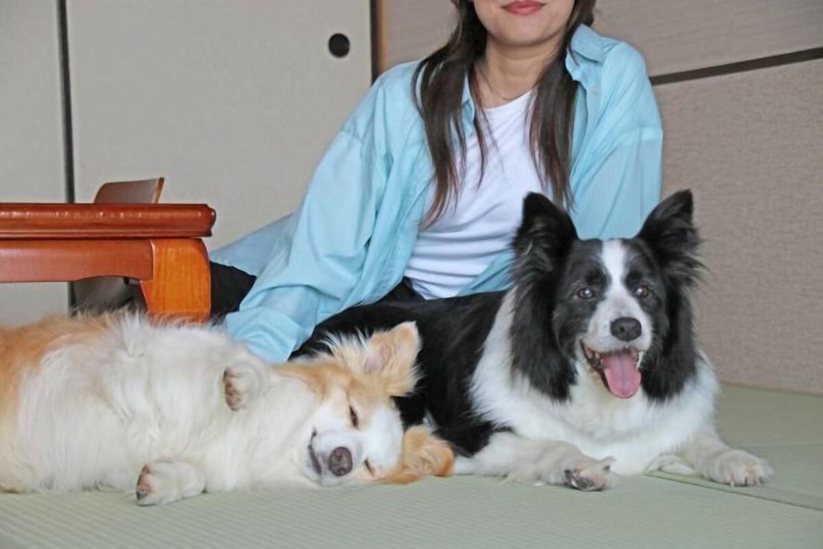 Animaux de compagnie acceptés
